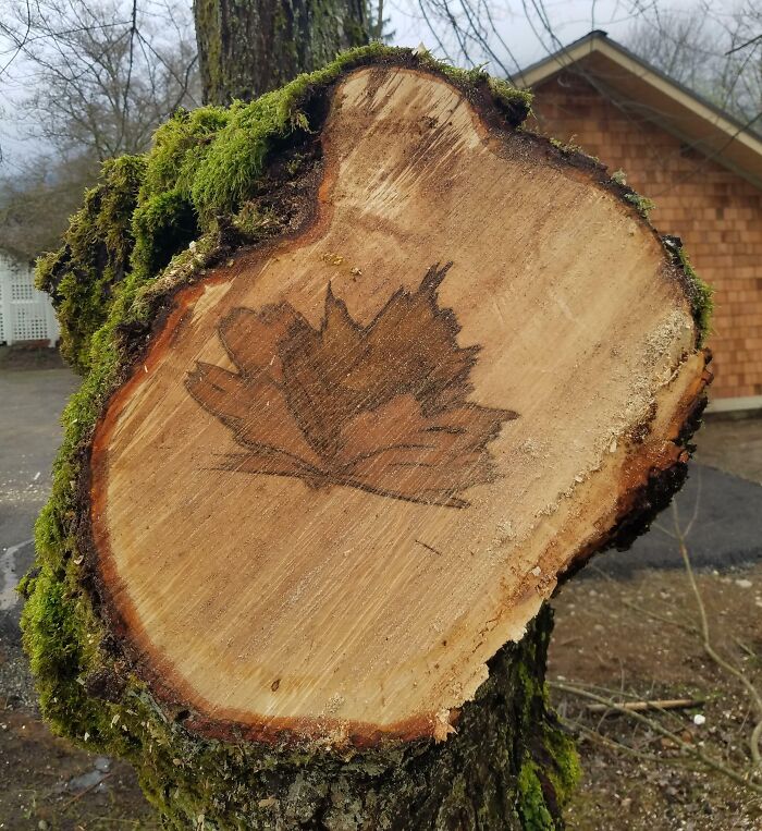 The Inside Of This Maple Tree Had A Maple Leaf Pattern