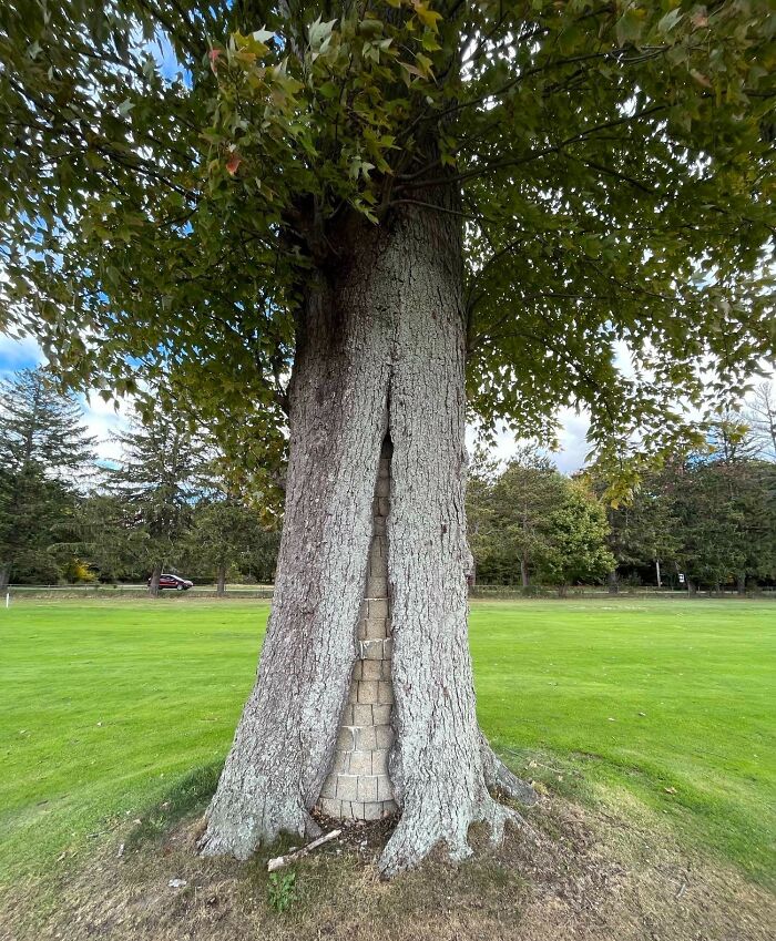 Came Across This Tree With Neatly Stacked Bricks Inside Of It