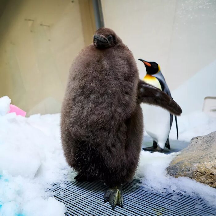 Meet 9-Month-Old Pesto, Who’s The Besto, Weighing In At A Whopping 22 Kg