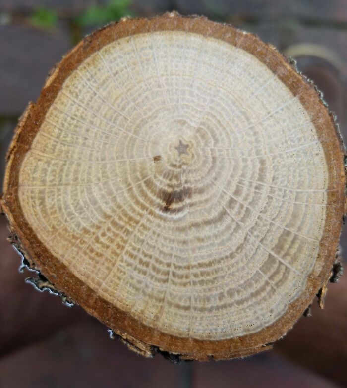 Cut A Log & Found A Tiny Star Inside