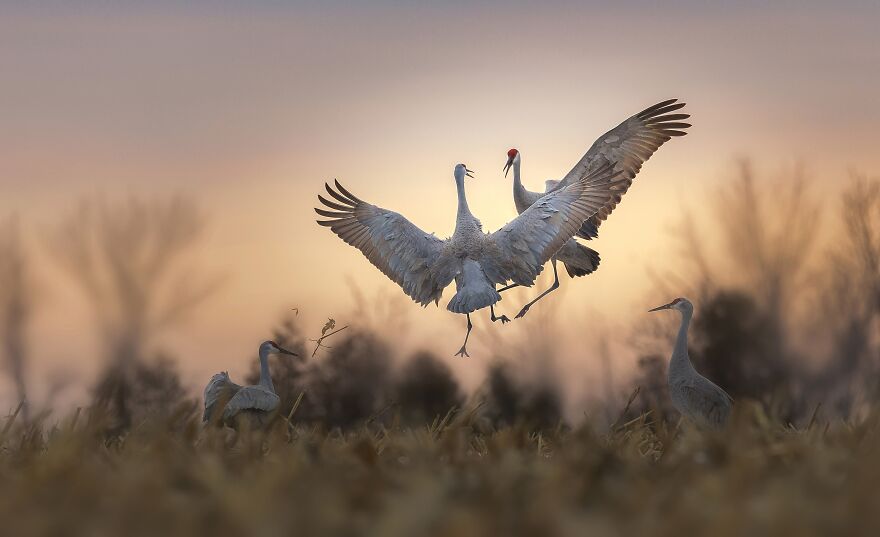 Dancing At Sunset By Dennis Liu