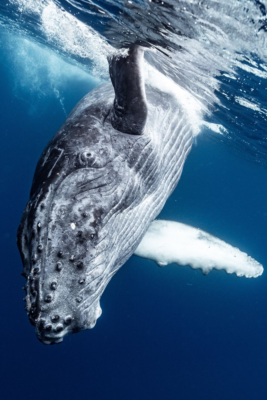 3 Seconds Before Hitting A Humpback Whale By Akira Akasaka