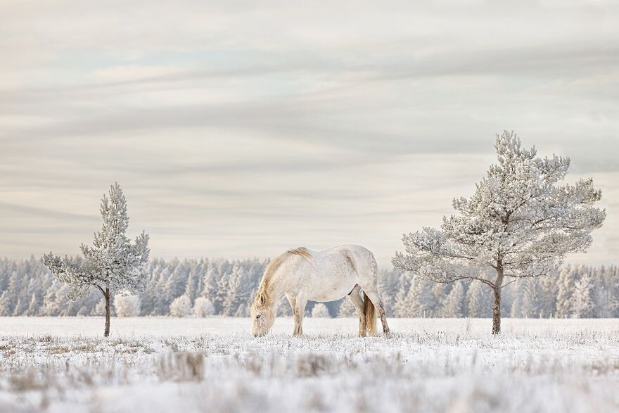 Estonian Native Horse Aragon By Merlin Viir