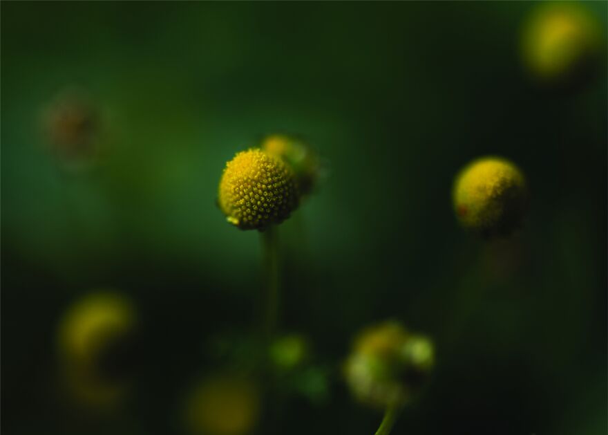 Chamomile Dream By Sarah Alsharhan