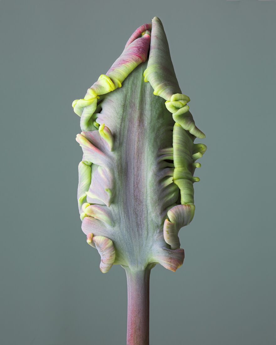 Parrot Tulips By Tim Platt