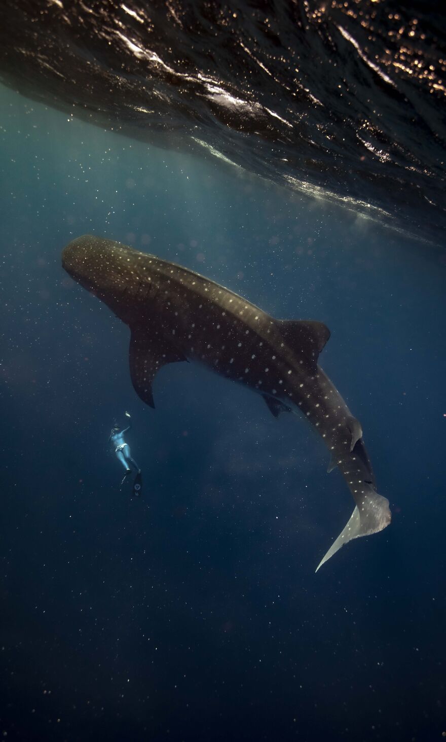 Freediver Under The Shadow Of A Whale Shark By Camilo Diaz