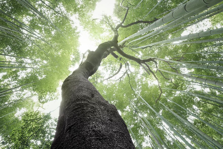 Looking Up To By Chin Chia Chang