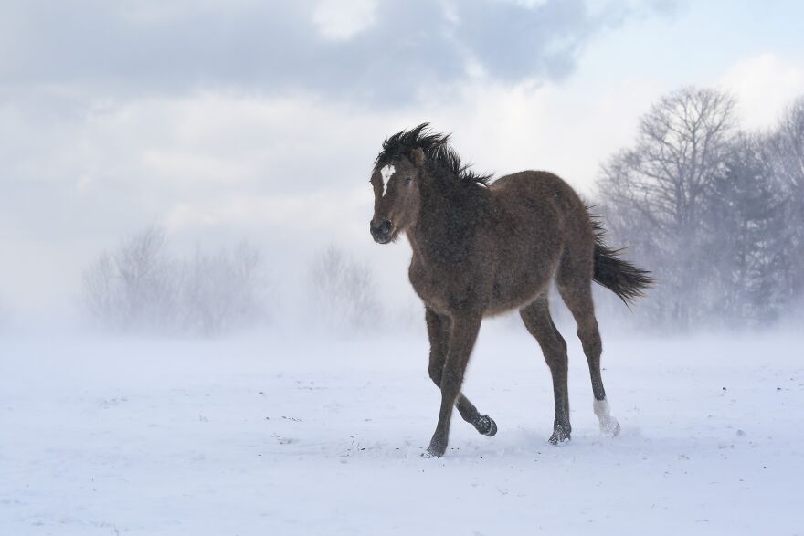 Yearlings On The Snow By Kazuya Okuda