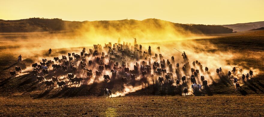 Horses Running At Sunset By Shirley Wung