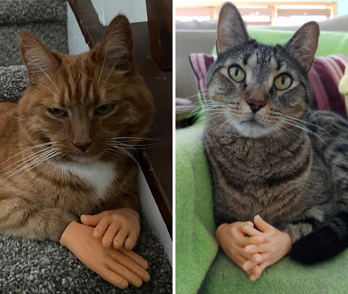 Your Fingers Are About To Become The Stars Of Your Next TikTok! These Tiny Finger Hands Are The Hilarious Props You Need To Create Viral Videos Or Turn Your Cat Into A Distinguished Gentleman