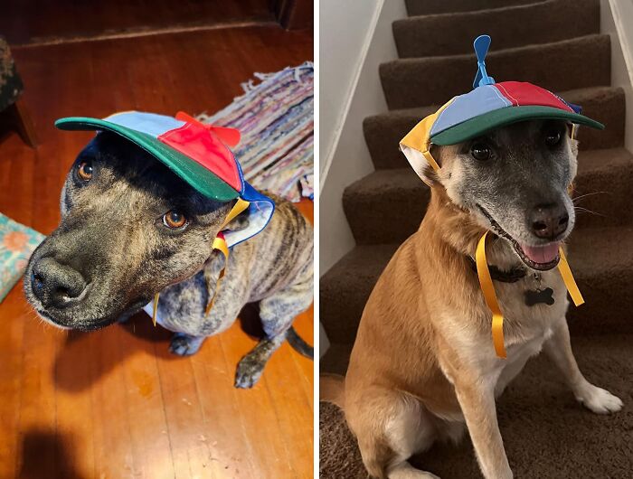 Is Your Dog A Little Bit Goofy? This Propeller Hat Is The Perfect Way To Embrace Their Silly Side