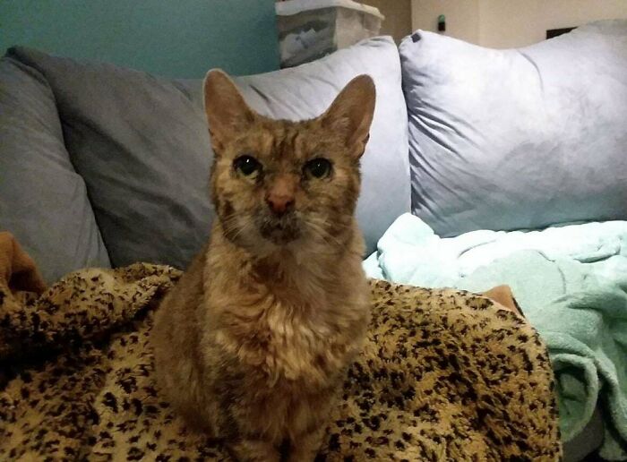 I Adopted A 16 Yr Old Cat. She’d Been At The Shelter For 6 Years!!!