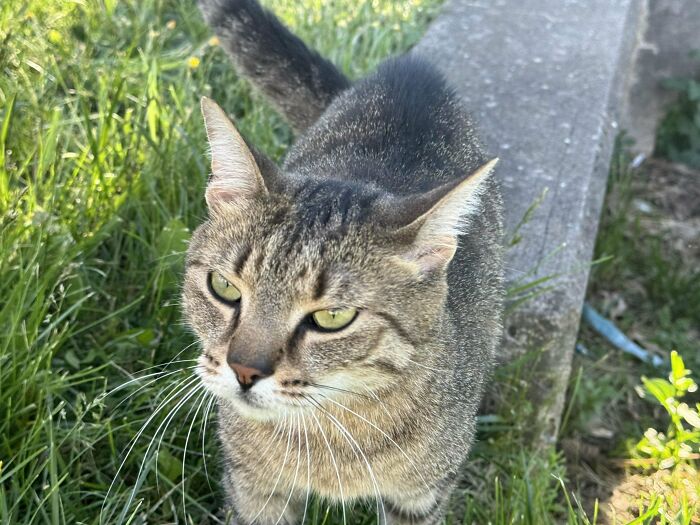 Never Thought I’d Ever Be A Cat Owner But On An Empty Lot Where I Walk My Dogs This Little Man Came Up To Me For Pets