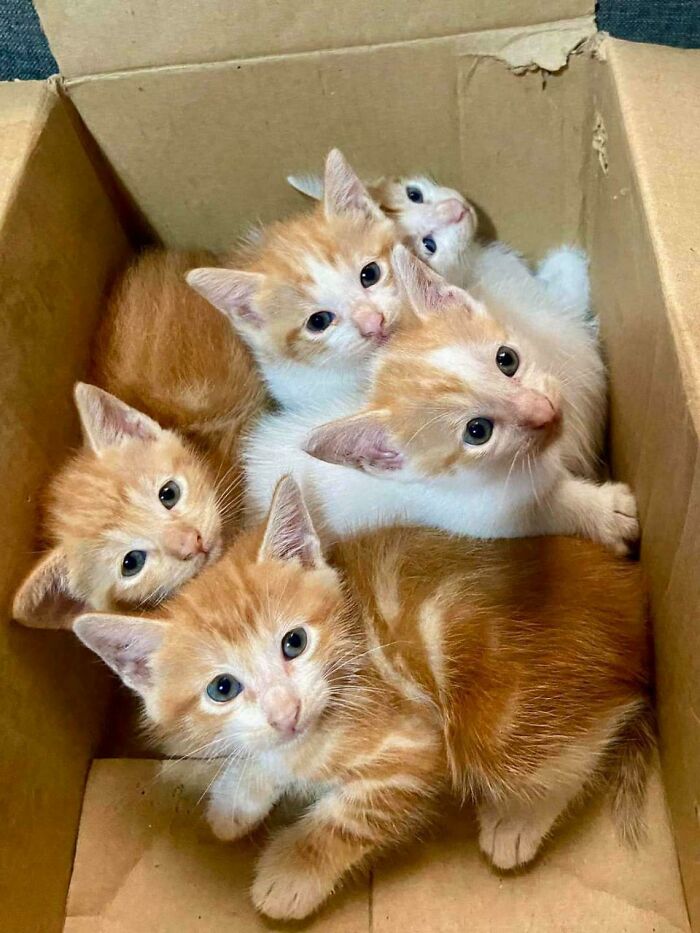 My Neighbor Brought These To Me This Morning, He Knows I Have A Cat (Coffee), So He Thought I'd Be Interested In Adopting These Five Adorable Kittens