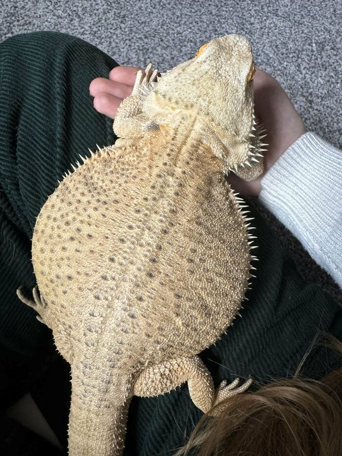 A Bearded Dragon I Adopted Today