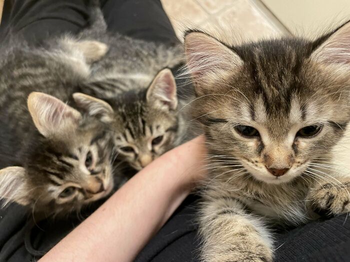 The Kittens I Found In A Parking Lot / Dumpster