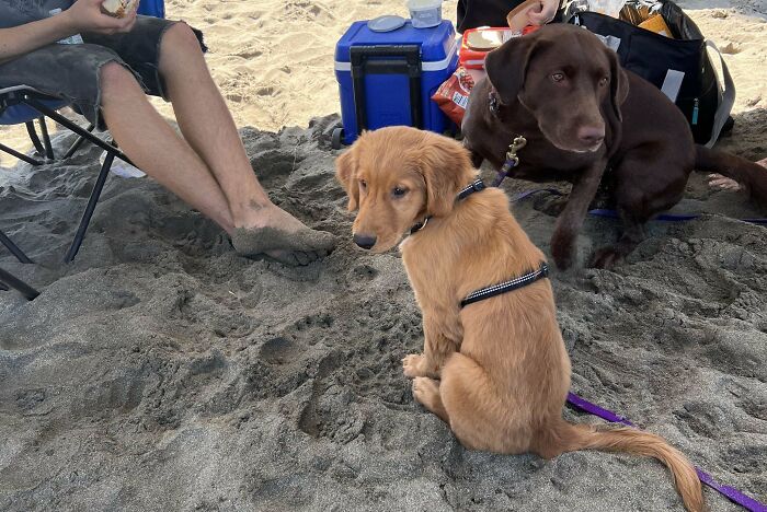 Adopted An 18 Week Old Golden