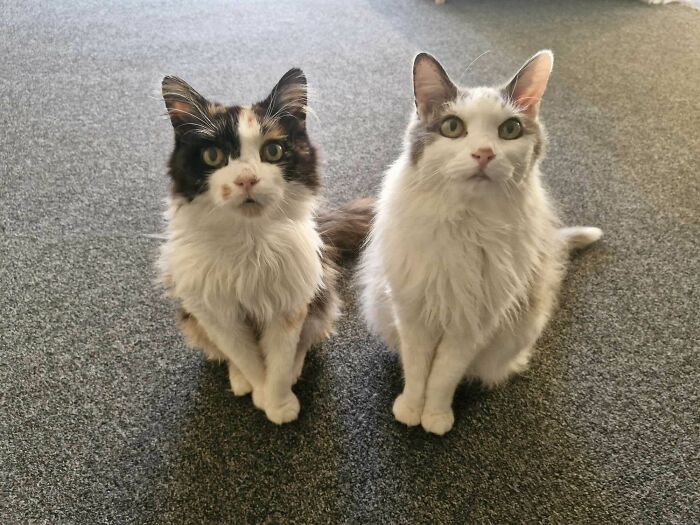 It's Upsetting That Senior Cats Are Often Overlooked For Adoption :( 11 And 12 Years Young