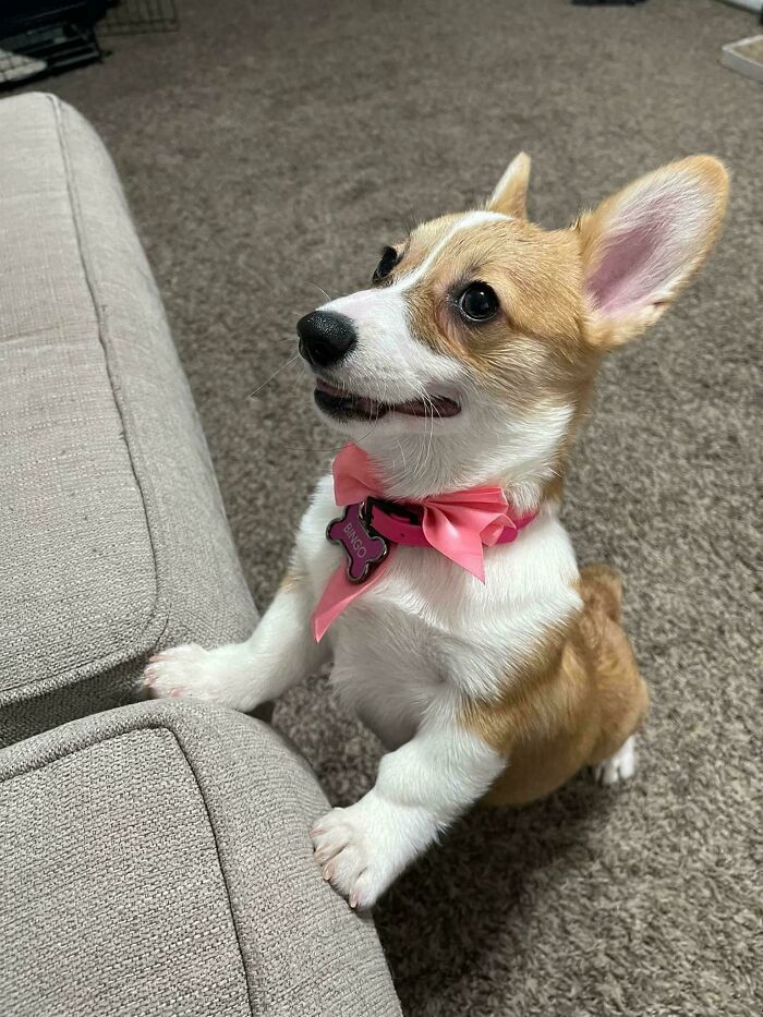 My Husband And I Adopted Our First Corgi Over The Weekend