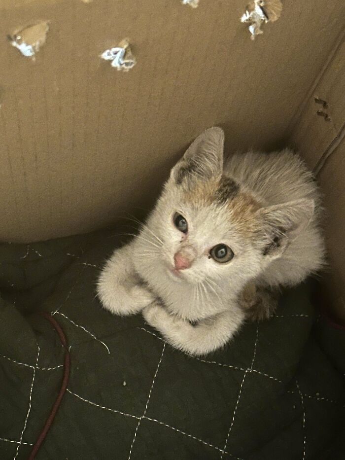 Rescued This Little Thing Today After A Few Days Of Trying To Grab It From A Construction Site Near Work. I’ve Never Seen Cats Sit Like This? Vet Appointment Tomorrow!