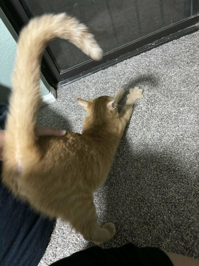 My Girlfriend Found And Saved An Orange Cat