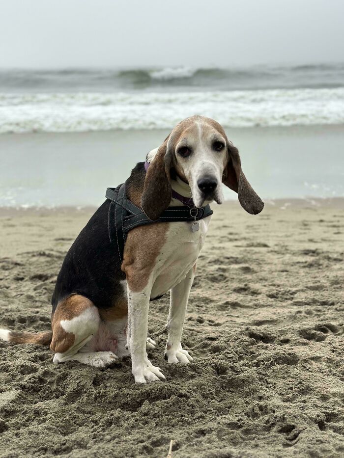 Just Rescued Our 1st Hound, He’s 14 Yo