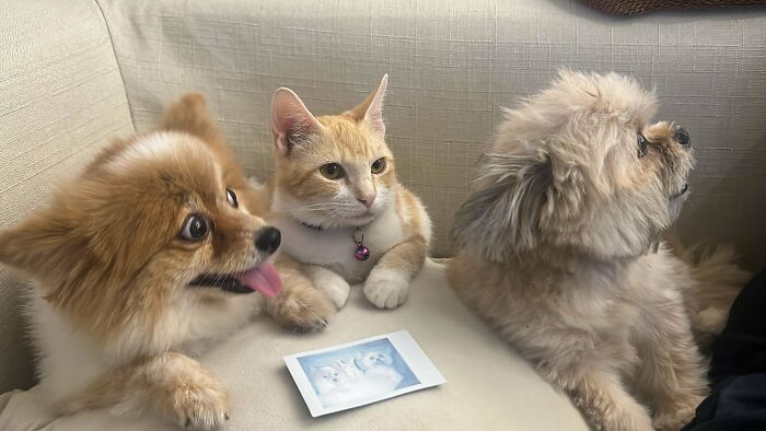 My Dogs Adopted A Cat