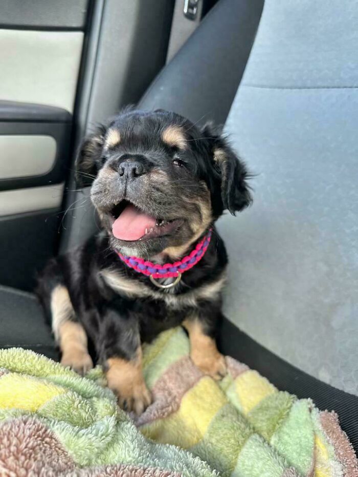 Our Blind Long Haired Frenchie We Adopted