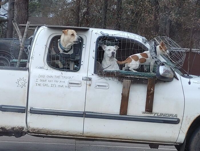 Accesorios para los perros