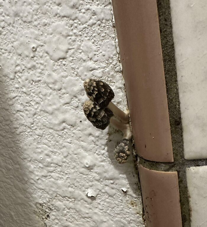 Mushrooms Growing In The Shower Of Our 5-Star-Rated Airbnb