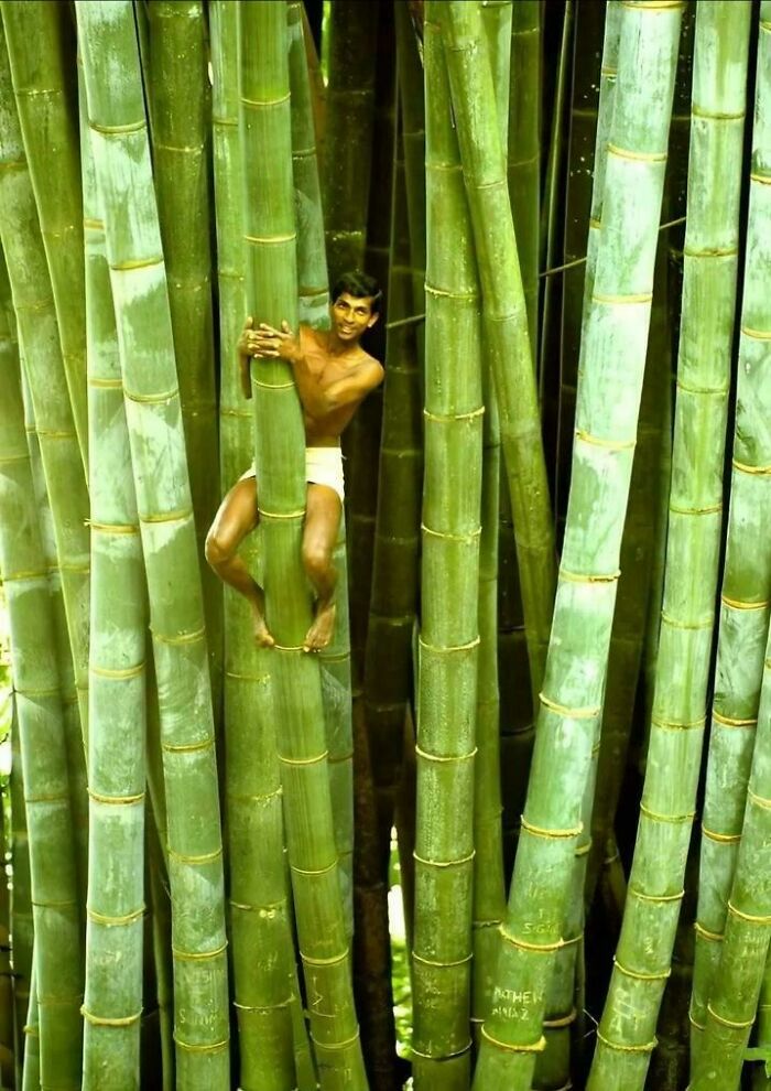 Person climbing massive bamboo stalks, showcasing absolute-units-things.