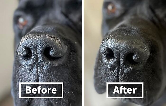 Dry, Cracked Nose Got Your Pup Feeling Ruff? Snout Soother Will Have Their Snoot Back To Boop-Able In No Time