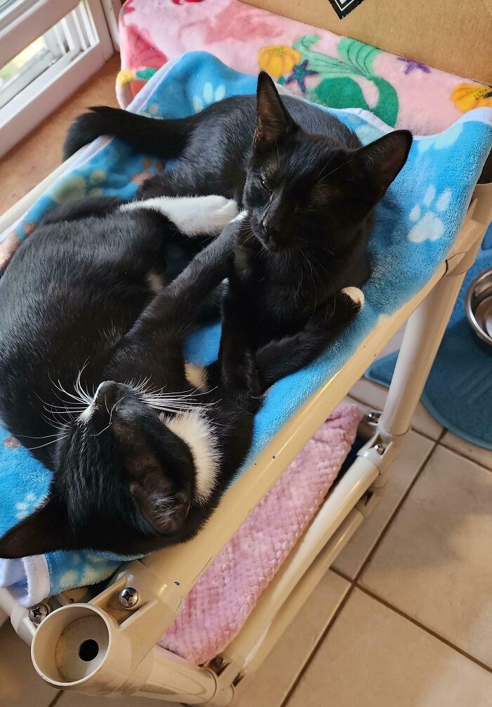 I Was Only Going To Adopt One. I Ended Up With A Tuxedo And A Void