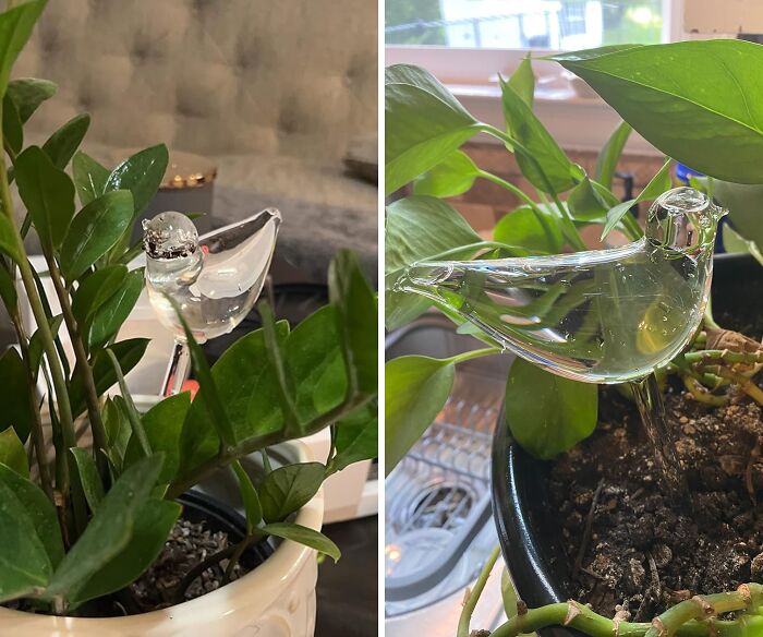 Forgetful Plant Parent? No Worries!" These Self-Watering Globes Will Keep Your Green Babies Hydrated, Even When You're Off Living Your Best Life