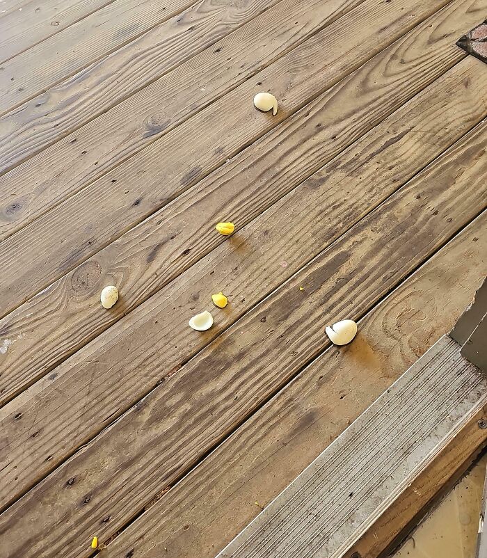  The Front Door Of My Apartment Has Been Egged With Hard-Boiled Eggs 3 Times This Month. No Idea Who Is Doing It Or Why