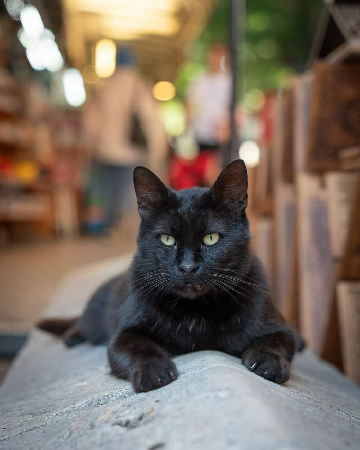 City Cats Of Istanbul By Marcel Heijnen