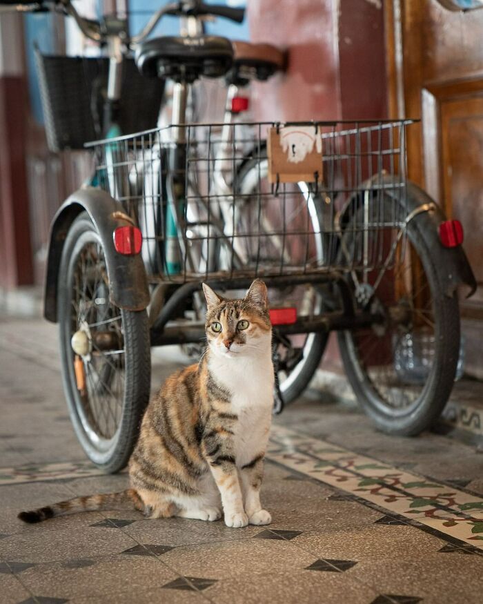 City Cats Of Istanbul By Marcel Heijnen