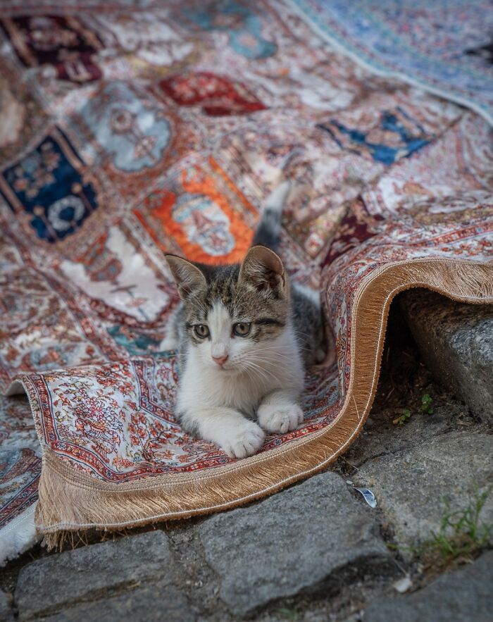 City Cats Of Istanbul By Marcel Heijnen