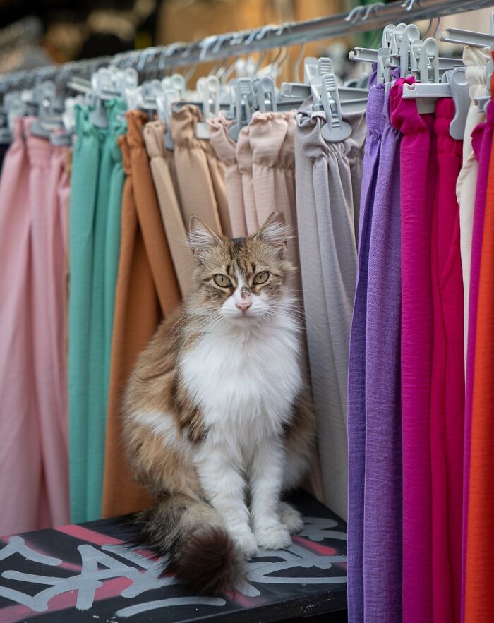 City Cats Of Istanbul By Marcel Heijnen