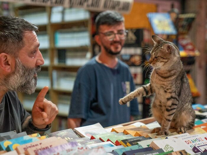 City Cats Of Istanbul By Marcel Heijnen