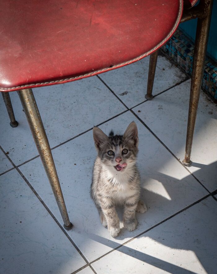 City Cats Of Istanbul By Marcel Heijnen