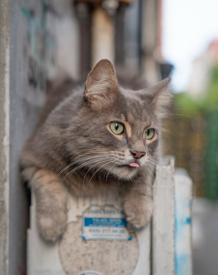 City Cats Of Istanbul By Marcel Heijnen