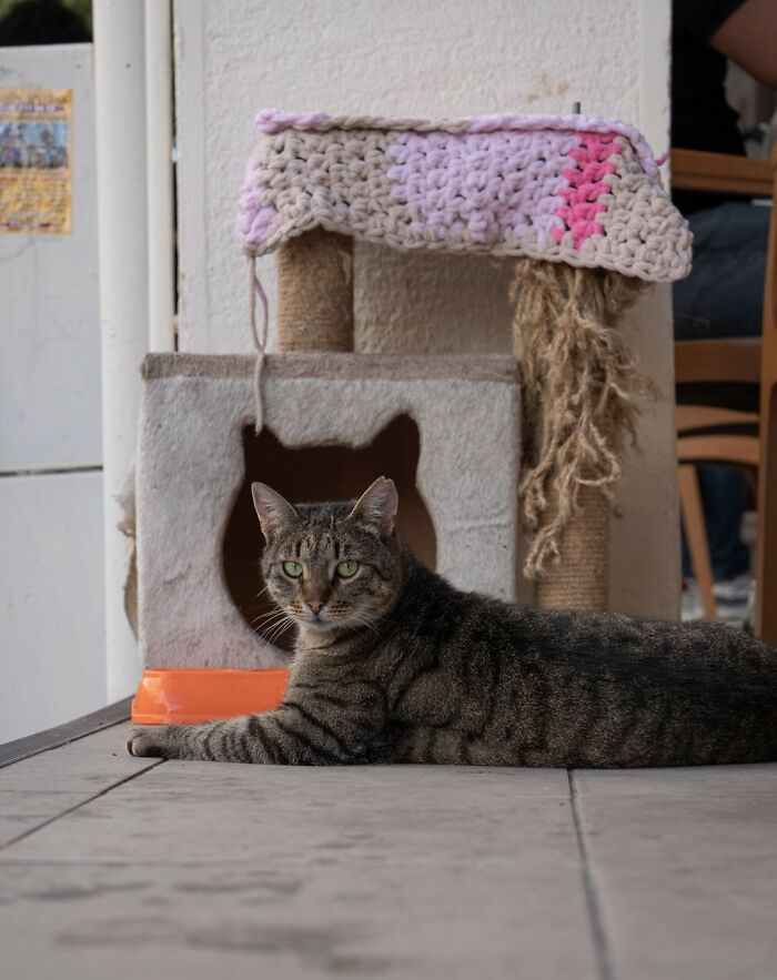 City Cats Of Istanbul By Marcel Heijnen