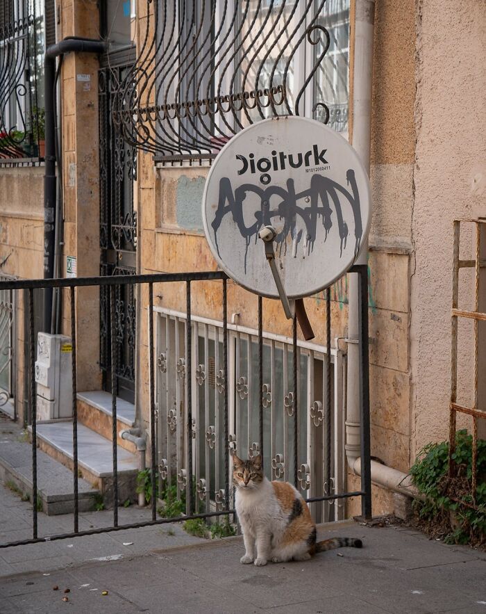 City Cats Of Istanbul By Marcel Heijnen