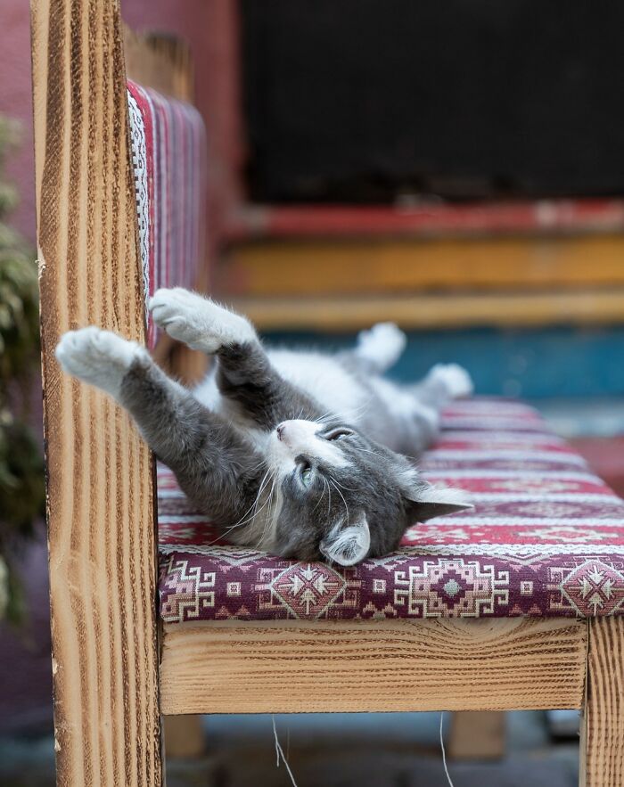 City Cats Of Istanbul By Marcel Heijnen