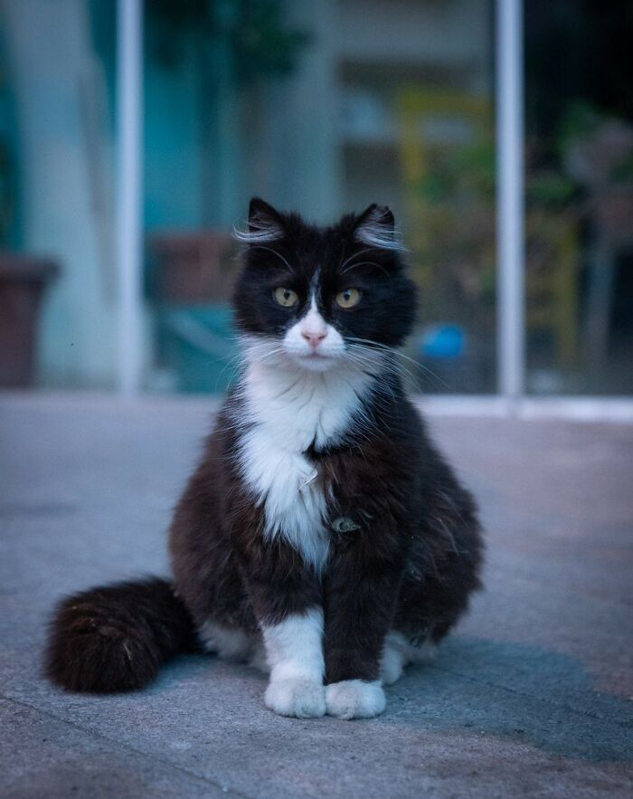 City Cats Of Istanbul By Marcel Heijnen