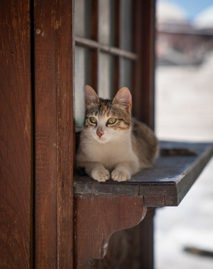 City Cats Of Istanbul By Marcel Heijnen