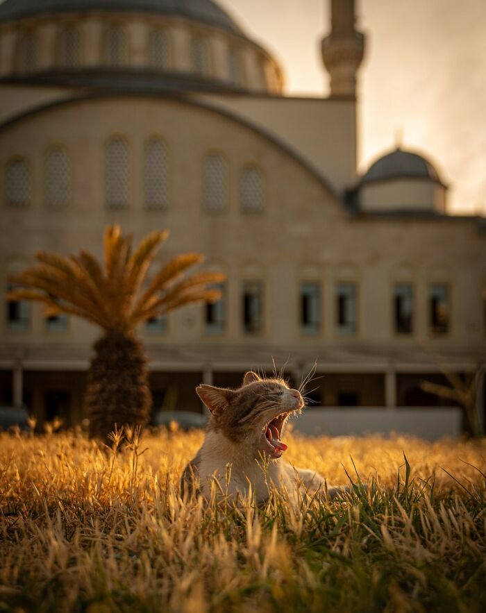 City Cats Of Istanbul By Marcel Heijnen