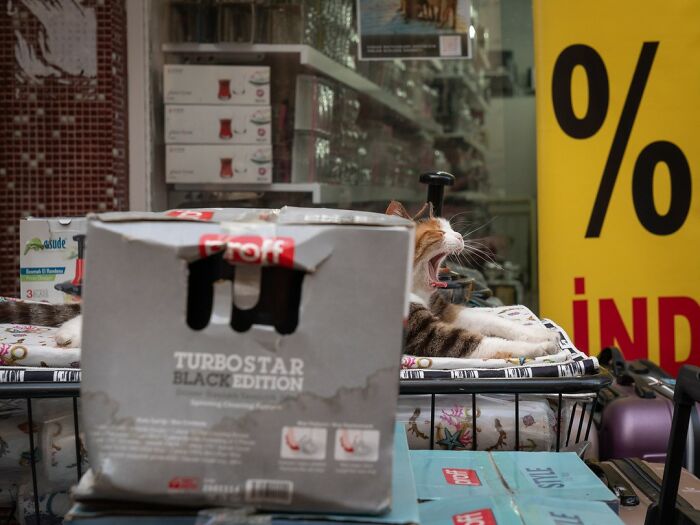 City Cats Of Istanbul By Marcel Heijnen