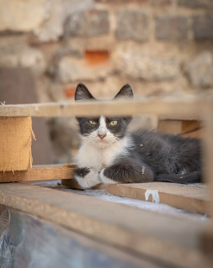 City Cats Of Istanbul By Marcel Heijnen